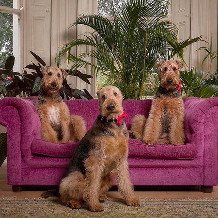Clone Country House Огрим Екстериор снимка Airedale Terriers