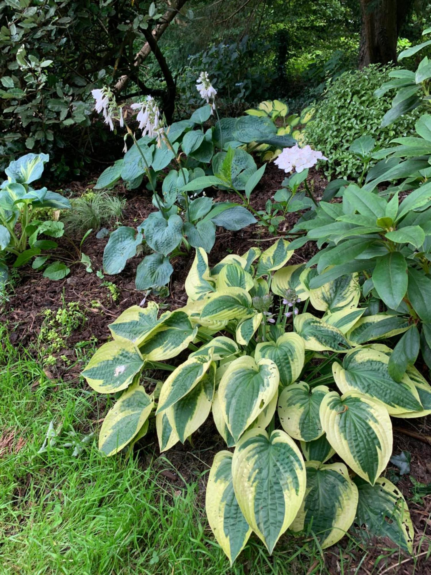 Clone Country House Огрим Екстериор снимка Hosta 'Batik'