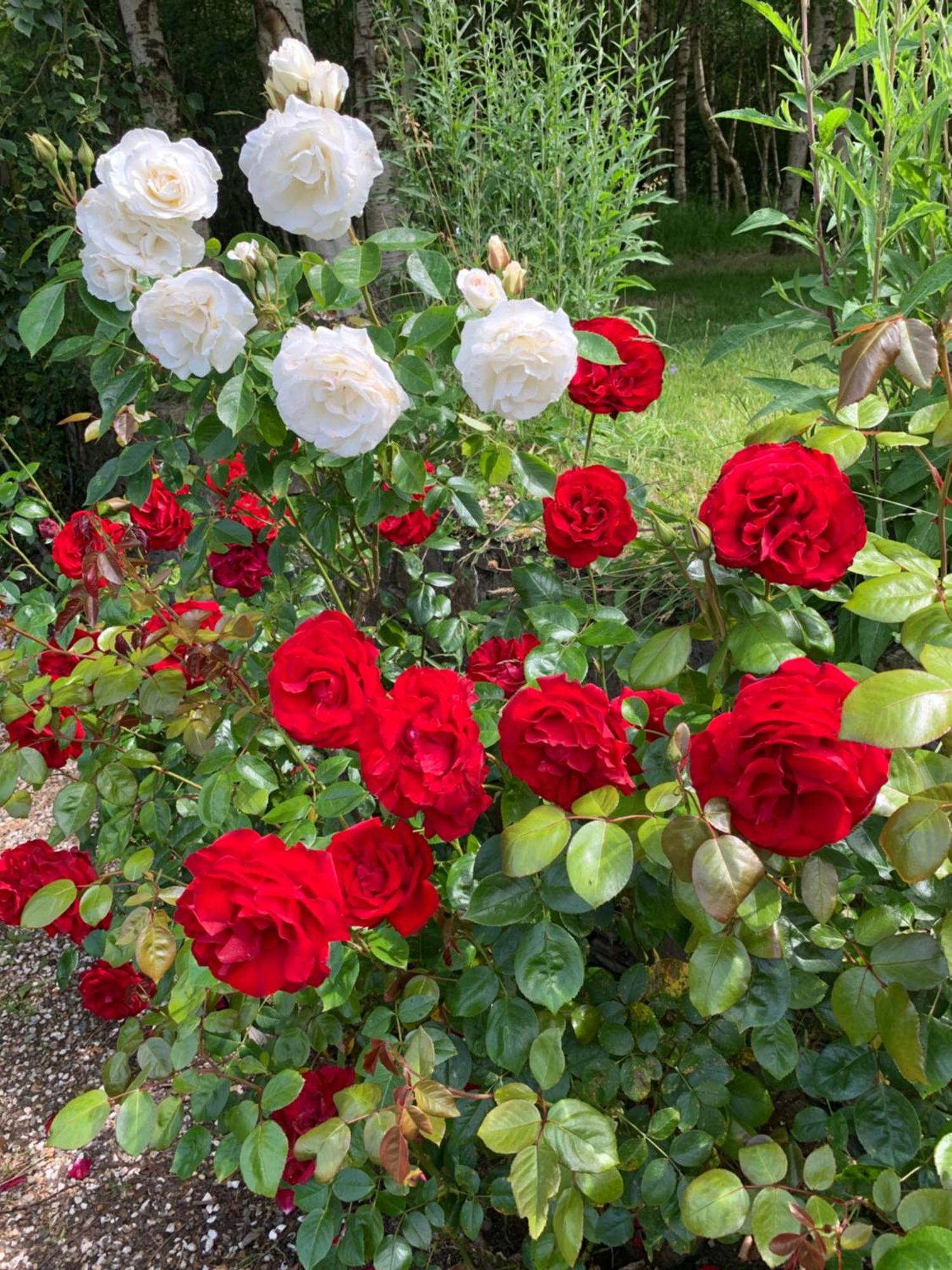 Clone Country House Огрим Екстериор снимка Rosa 'Ingrid Bergman'