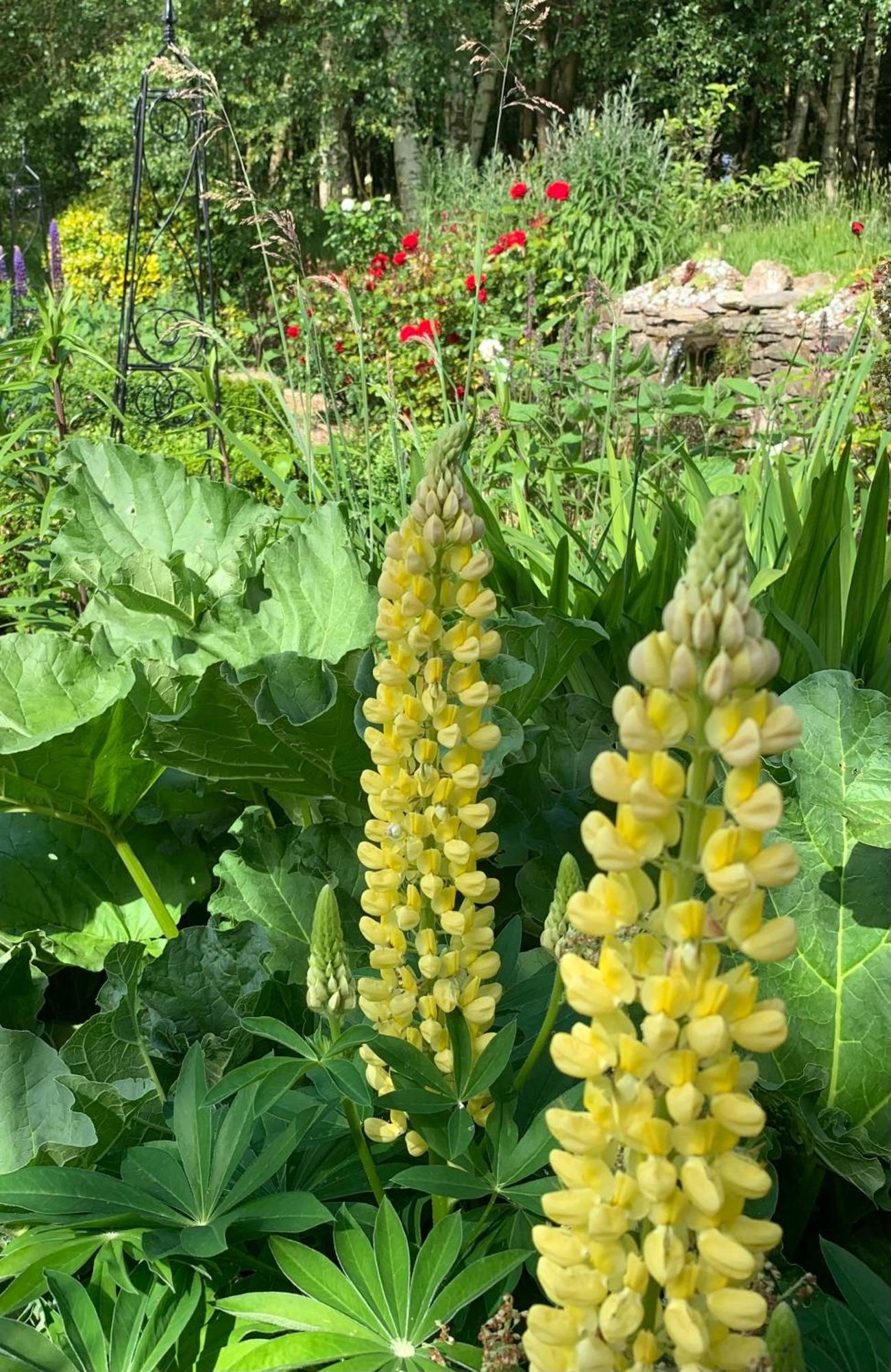 Clone Country House Огрим Екстериор снимка Lupinus golden tower